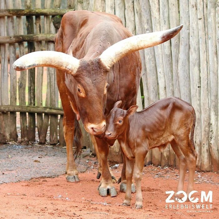 65 Adorable Baby Animals With Their Moms As Shared By ZooBorns 65 Adorable Baby Animals With Their Moms As Shared By ZooBorns