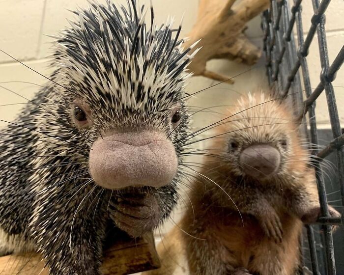 65 Adorable Baby Animals With Their Moms As Shared By ZooBorns 65 Adorable Baby Animals With Their Moms As Shared By ZooBorns