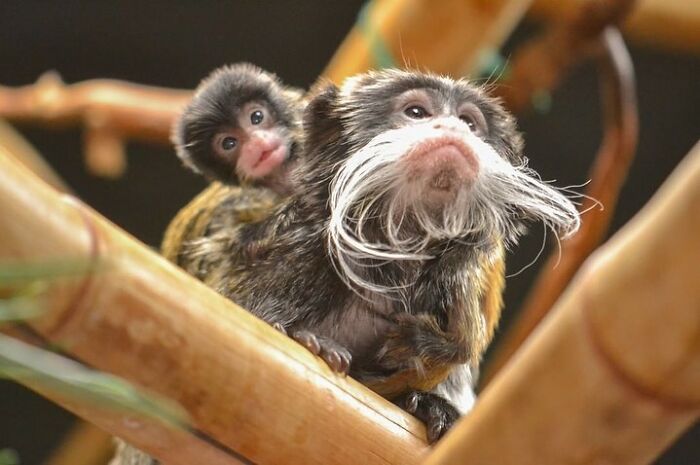 65 Adorable Baby Animals With Their Moms As Shared By ZooBorns 65 Adorable Baby Animals With Their Moms As Shared By ZooBorns