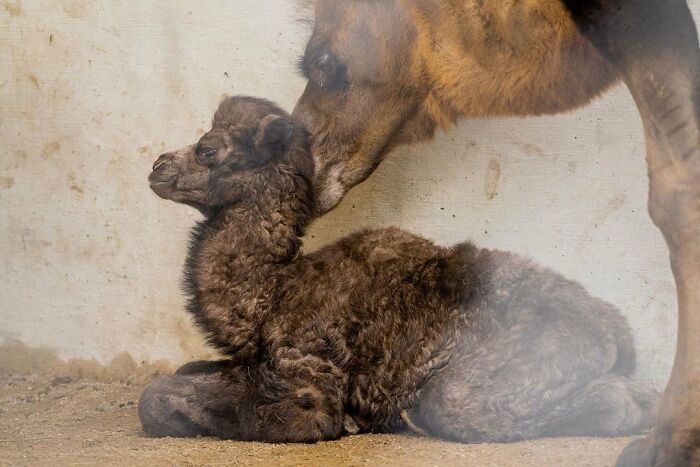 65 Adorable Baby Animals With Their Moms As Shared By ZooBorns 65 Adorable Baby Animals With Their Moms As Shared By ZooBorns