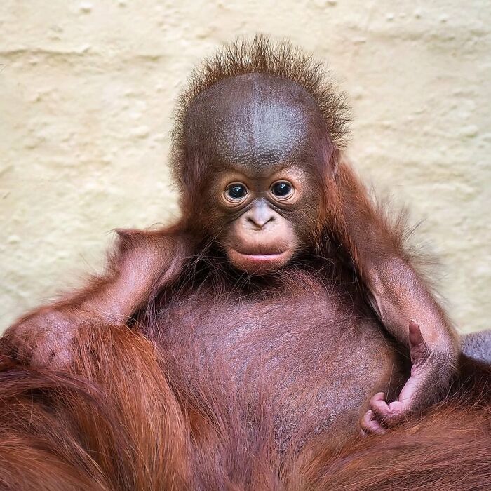 65 Adorable Baby Animals With Their Moms As Shared By ZooBorns 65 Adorable Baby Animals With Their Moms As Shared By ZooBorns