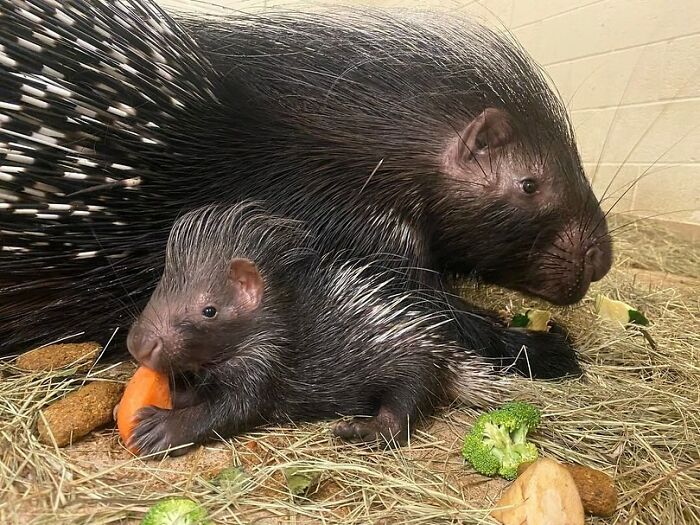 65 Adorable Baby Animals With Their Moms As Shared By ZooBorns 65 Adorable Baby Animals With Their Moms As Shared By ZooBorns