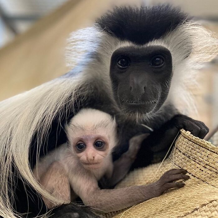 65 Adorable Baby Animals With Their Moms As Shared By ZooBorns 65 Adorable Baby Animals With Their Moms As Shared By ZooBorns