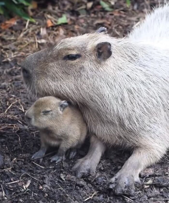 65 Adorable Baby Animals With Their Moms As Shared By ZooBorns 65 Adorable Baby Animals With Their Moms As Shared By ZooBorns