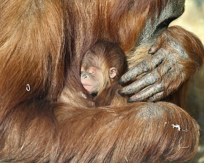 65 Adorable Baby Animals With Their Moms As Shared By ZooBorns 65 Adorable Baby Animals With Their Moms As Shared By ZooBorns