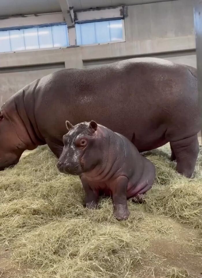 65 Adorable Baby Animals With Their Moms As Shared By ZooBorns 65 Adorable Baby Animals With Their Moms As Shared By ZooBorns