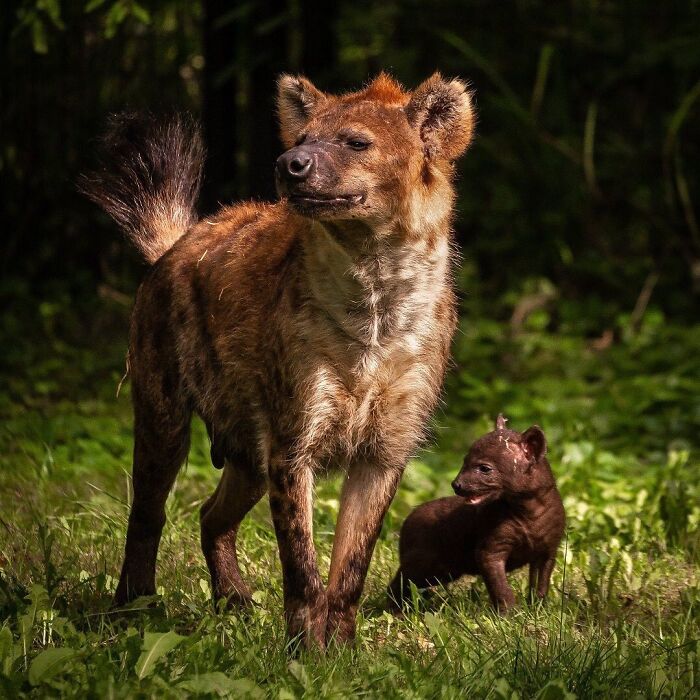 65 Adorable Baby Animals With Their Moms As Shared By ZooBorns 65 Adorable Baby Animals With Their Moms As Shared By ZooBorns