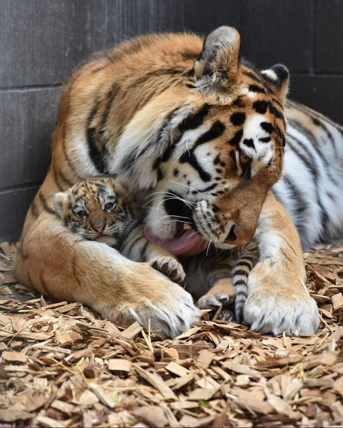 65 Adorable Baby Animals With Their Moms As Shared By ZooBorns 65 Adorable Baby Animals With Their Moms As Shared By ZooBorns
