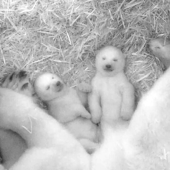 65 Adorable Baby Animals With Their Moms As Shared By ZooBorns 65 Adorable Baby Animals With Their Moms As Shared By ZooBorns