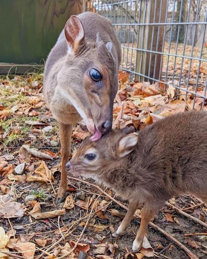 65 Adorable Baby Animals With Their Moms As Shared By ZooBorns 65 Adorable Baby Animals With Their Moms As Shared By ZooBorns