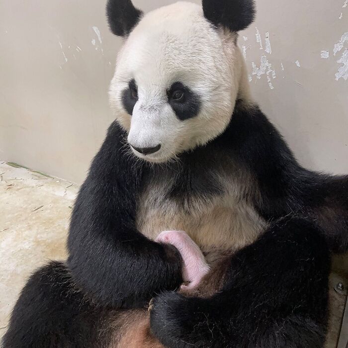 65 Adorable Baby Animals With Their Moms As Shared By ZooBorns 65 Adorable Baby Animals With Their Moms As Shared By ZooBorns