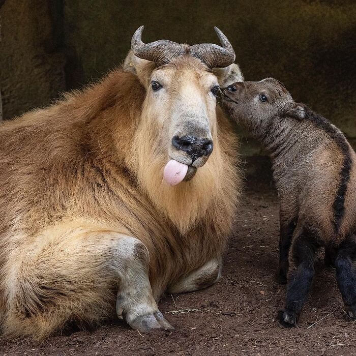 65 Adorable Baby Animals With Their Moms As Shared By ZooBorns 65 Adorable Baby Animals With Their Moms As Shared By ZooBorns