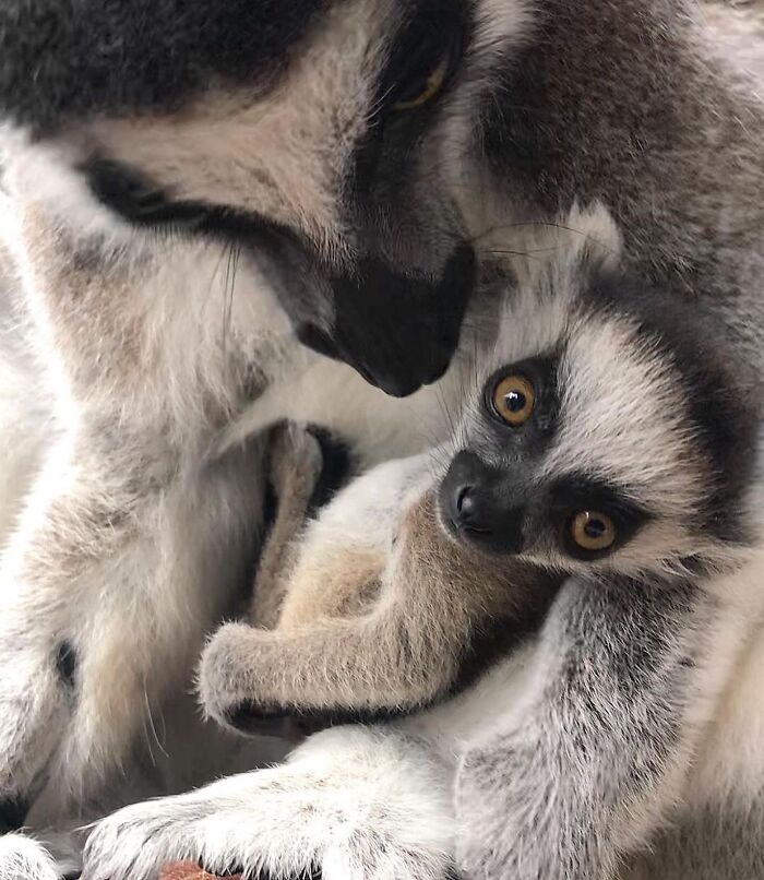 65 Adorable Baby Animals With Their Moms As Shared By ZooBorns 65 Adorable Baby Animals With Their Moms As Shared By ZooBorns