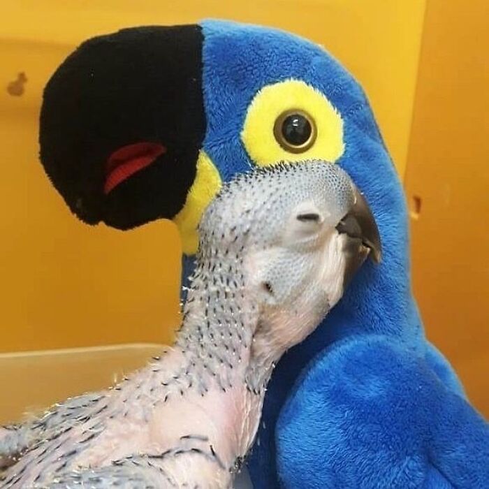 65 Adorable Baby Animals With Their Moms As Shared By ZooBorns 65 Adorable Baby Animals With Their Moms As Shared By ZooBorns