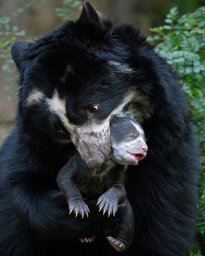 65 Adorable Baby Animals With Their Moms As Shared By ZooBorns 65 Adorable Baby Animals With Their Moms As Shared By ZooBorns