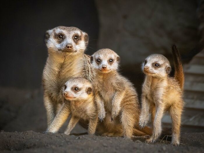 65 Adorable Baby Animals With Their Moms As Shared By ZooBorns 65 Adorable Baby Animals With Their Moms As Shared By ZooBorns