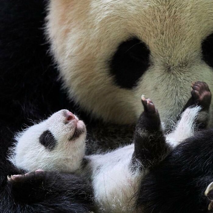 65 Adorable Baby Animals With Their Moms As Shared By ZooBorns 65 Adorable Baby Animals With Their Moms As Shared By ZooBorns