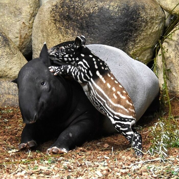 65 Adorable Baby Animals With Their Moms As Shared By ZooBorns 65 Adorable Baby Animals With Their Moms As Shared By ZooBorns