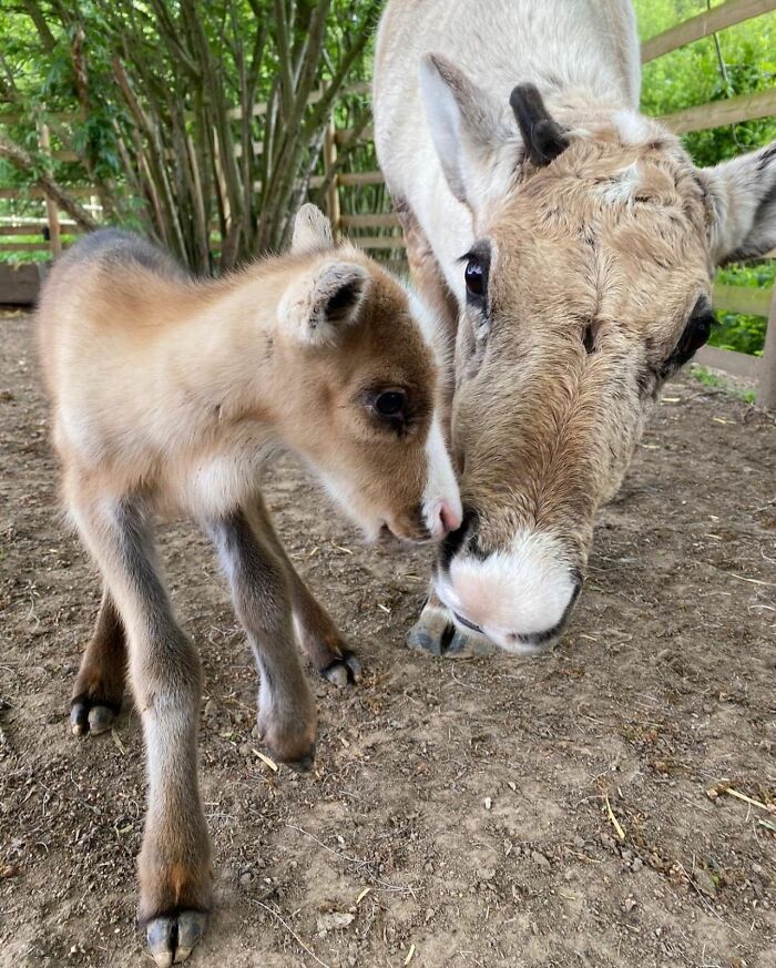 65 Adorable Baby Animals With Their Moms As Shared By ZooBorns 65 Adorable Baby Animals With Their Moms As Shared By ZooBorns