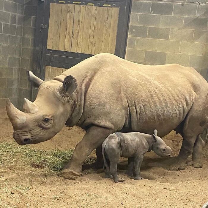 65 Adorable Baby Animals With Their Moms As Shared By ZooBorns 65 Adorable Baby Animals With Their Moms As Shared By ZooBorns