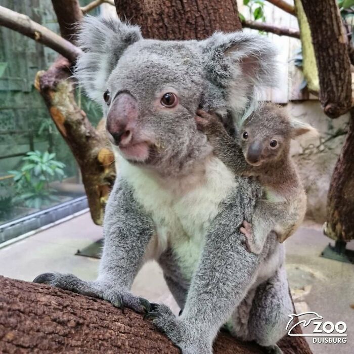 65 Adorable Baby Animals With Their Moms As Shared By ZooBorns 65 Adorable Baby Animals With Their Moms As Shared By ZooBorns