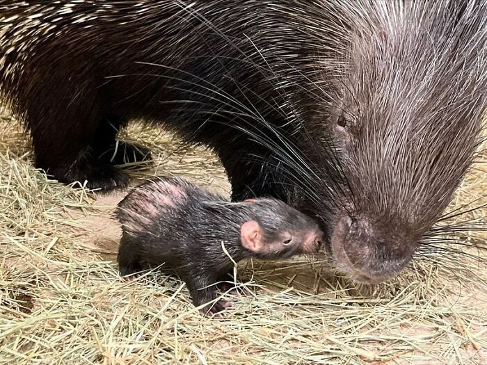 65 Adorable Baby Animals With Their Moms As Shared By ZooBorns 65 Adorable Baby Animals With Their Moms As Shared By ZooBorns