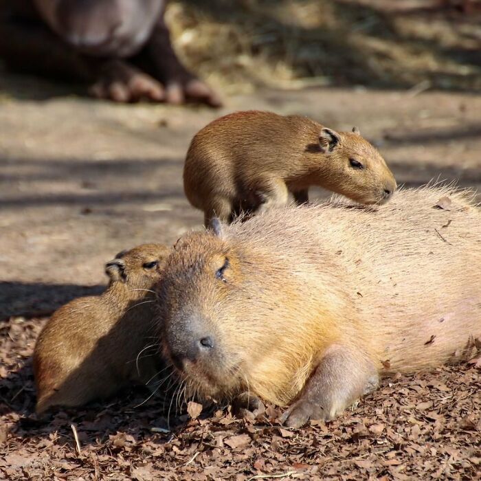 65 Adorable Baby Animals With Their Moms As Shared By ZooBorns 65 Adorable Baby Animals With Their Moms As Shared By ZooBorns