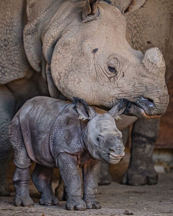 65 Adorable Baby Animals With Their Moms As Shared By ZooBorns 65 Adorable Baby Animals With Their Moms As Shared By ZooBorns