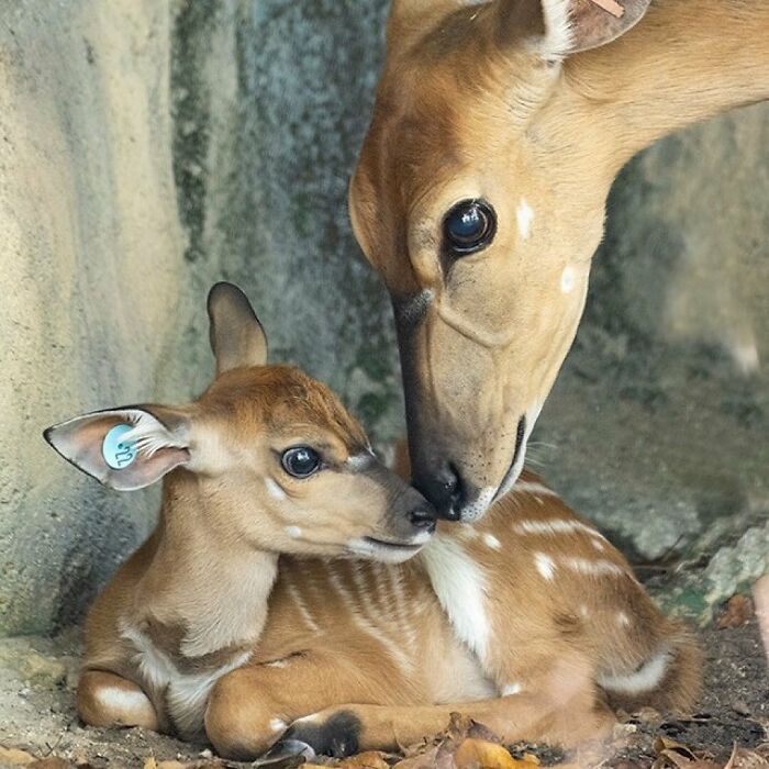 65 Adorable Baby Animals With Their Moms As Shared By ZooBorns 65 Adorable Baby Animals With Their Moms As Shared By ZooBorns