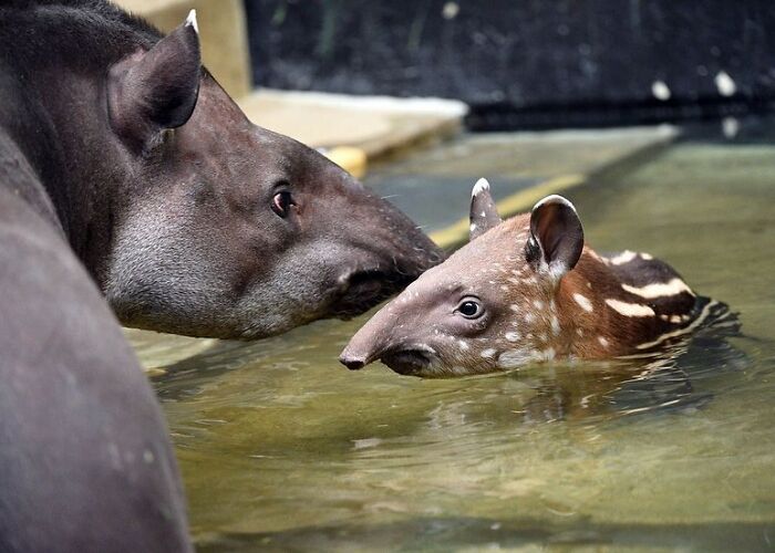 65 Adorable Baby Animals With Their Moms As Shared By ZooBorns 65 Adorable Baby Animals With Their Moms As Shared By ZooBorns