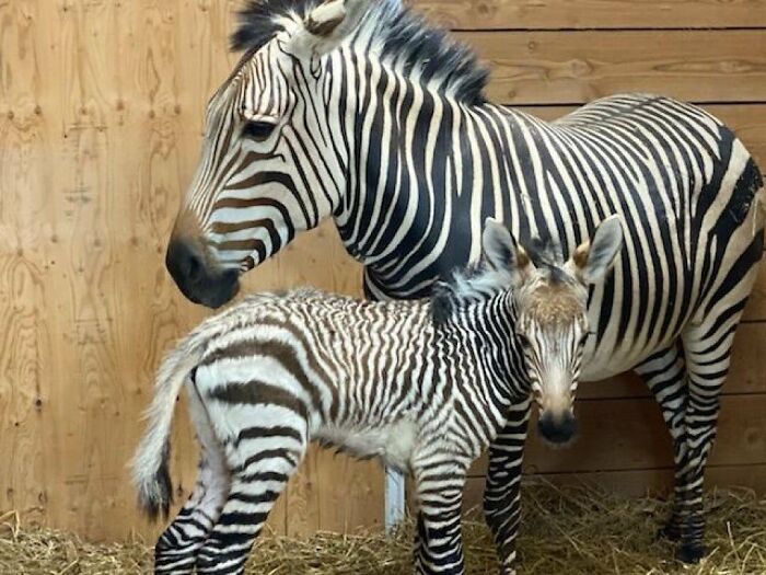 65 Adorable Baby Animals With Their Moms As Shared By ZooBorns 65 Adorable Baby Animals With Their Moms As Shared By ZooBorns
