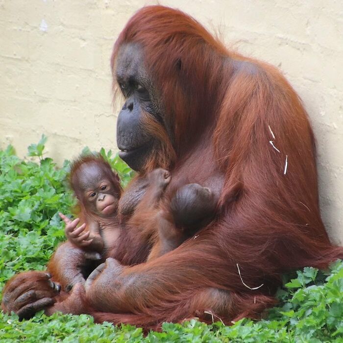 65 Adorable Baby Animals With Their Moms As Shared By ZooBorns 65 Adorable Baby Animals With Their Moms As Shared By ZooBorns
