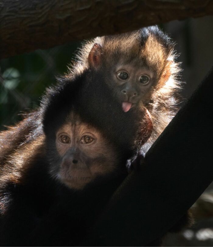 65 Adorable Baby Animals With Their Moms As Shared By ZooBorns 65 Adorable Baby Animals With Their Moms As Shared By ZooBorns