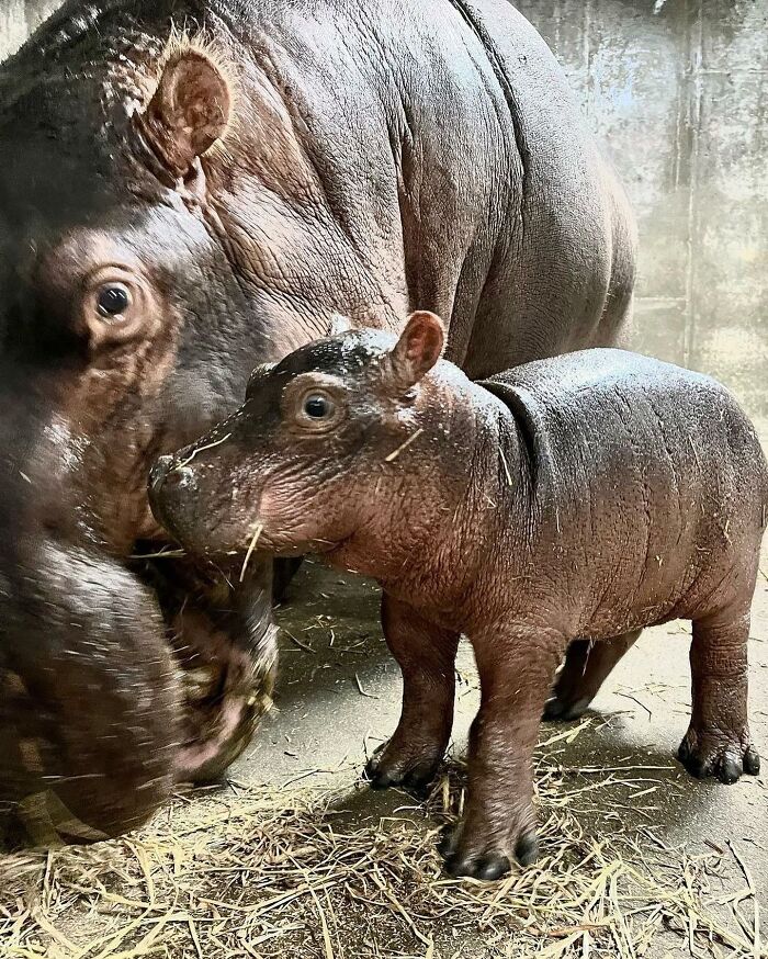 65 Adorable Baby Animals With Their Moms As Shared By ZooBorns 65 Adorable Baby Animals With Their Moms As Shared By ZooBorns