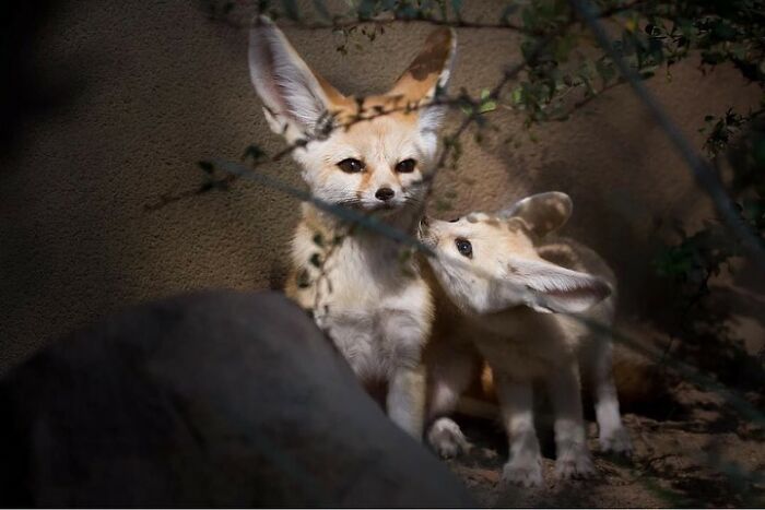 65 Adorable Baby Animals With Their Moms As Shared By ZooBorns 65 Adorable Baby Animals With Their Moms As Shared By ZooBorns