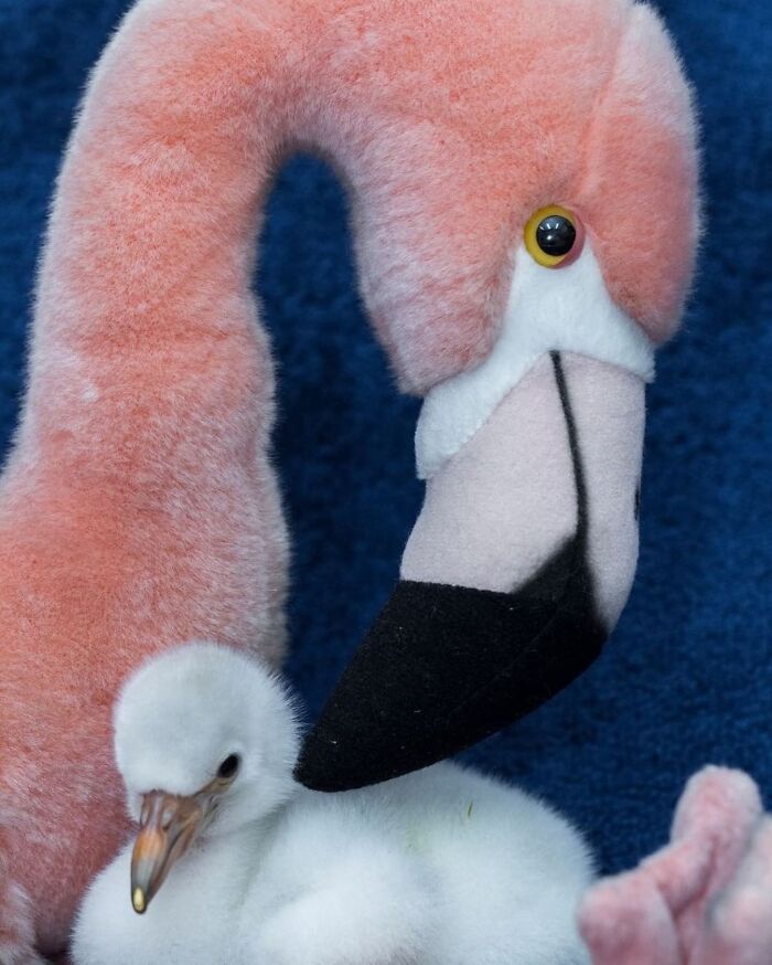 65 Adorable Baby Animals With Their Moms As Shared By ZooBorns 65 Adorable Baby Animals With Their Moms As Shared By ZooBorns