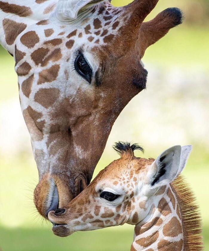 65 Adorable Baby Animals With Their Moms As Shared By ZooBorns 65 Adorable Baby Animals With Their Moms As Shared By ZooBorns