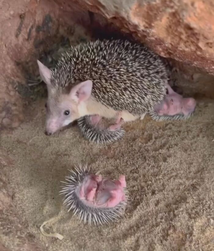 65 Adorable Baby Animals With Their Moms As Shared By ZooBorns 65 Adorable Baby Animals With Their Moms As Shared By ZooBorns