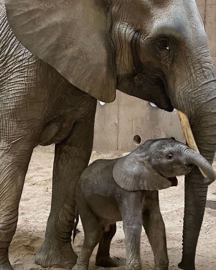 65 Adorable Baby Animals With Their Moms As Shared By ZooBorns 65 Adorable Baby Animals With Their Moms As Shared By ZooBorns