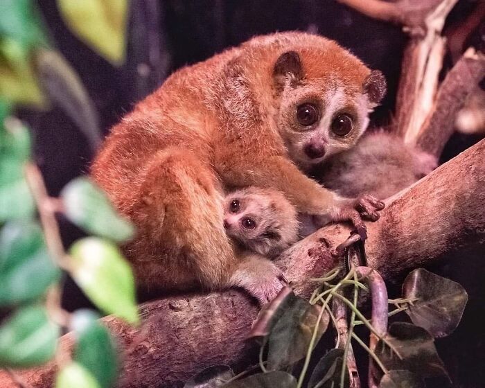 65 Adorable Baby Animals With Their Moms As Shared By ZooBorns 65 Adorable Baby Animals With Their Moms As Shared By ZooBorns