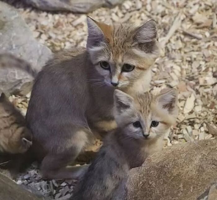 65 Adorable Baby Animals With Their Moms As Shared By ZooBorns 65 Adorable Baby Animals With Their Moms As Shared By ZooBorns