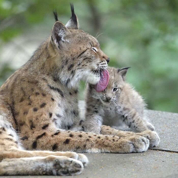 65 Adorable Baby Animals With Their Moms As Shared By ZooBorns 65 Adorable Baby Animals With Their Moms As Shared By ZooBorns