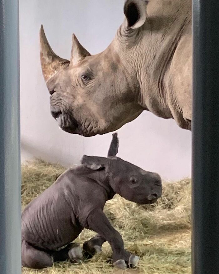 65 Adorable Baby Animals With Their Moms As Shared By ZooBorns 65 Adorable Baby Animals With Their Moms As Shared By ZooBorns