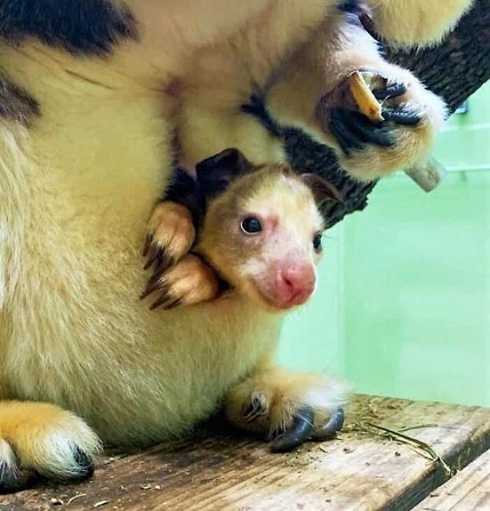 65 Adorable Baby Animals With Their Moms As Shared By ZooBorns 65 Adorable Baby Animals With Their Moms As Shared By ZooBorns