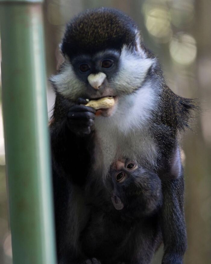 65 Adorable Baby Animals With Their Moms As Shared By ZooBorns 65 Adorable Baby Animals With Their Moms As Shared By ZooBorns