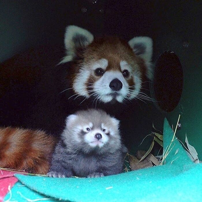 65 Adorable Baby Animals With Their Moms As Shared By ZooBorns 65 Adorable Baby Animals With Their Moms As Shared By ZooBorns