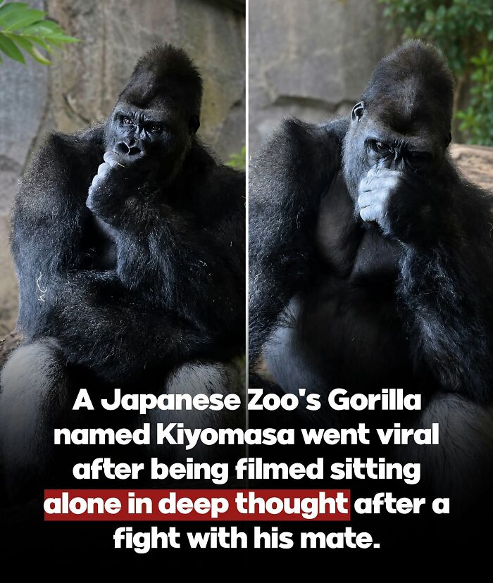 26 Wholesome Animal Facts From Around The World That Restore Faith In Nature (New Pics) 26 Wholesome Animal Facts From Around The World That Restore Faith In Nature (New Pics)