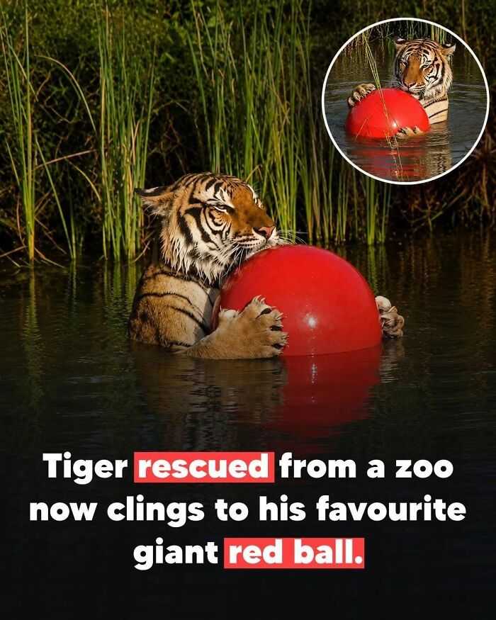 26 Wholesome Animal Facts From Around The World That Restore Faith In Nature (New Pics) 26 Wholesome Animal Facts From Around The World That Restore Faith In Nature (New Pics)