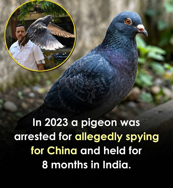 26 Wholesome Animal Facts From Around The World That Restore Faith In Nature (New Pics) 26 Wholesome Animal Facts From Around The World That Restore Faith In Nature (New Pics)