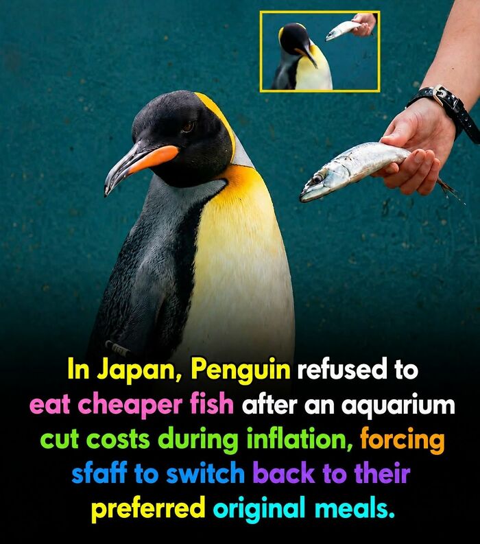 26 Wholesome Animal Facts From Around The World That Restore Faith In Nature (New Pics) 26 Wholesome Animal Facts From Around The World That Restore Faith In Nature (New Pics)